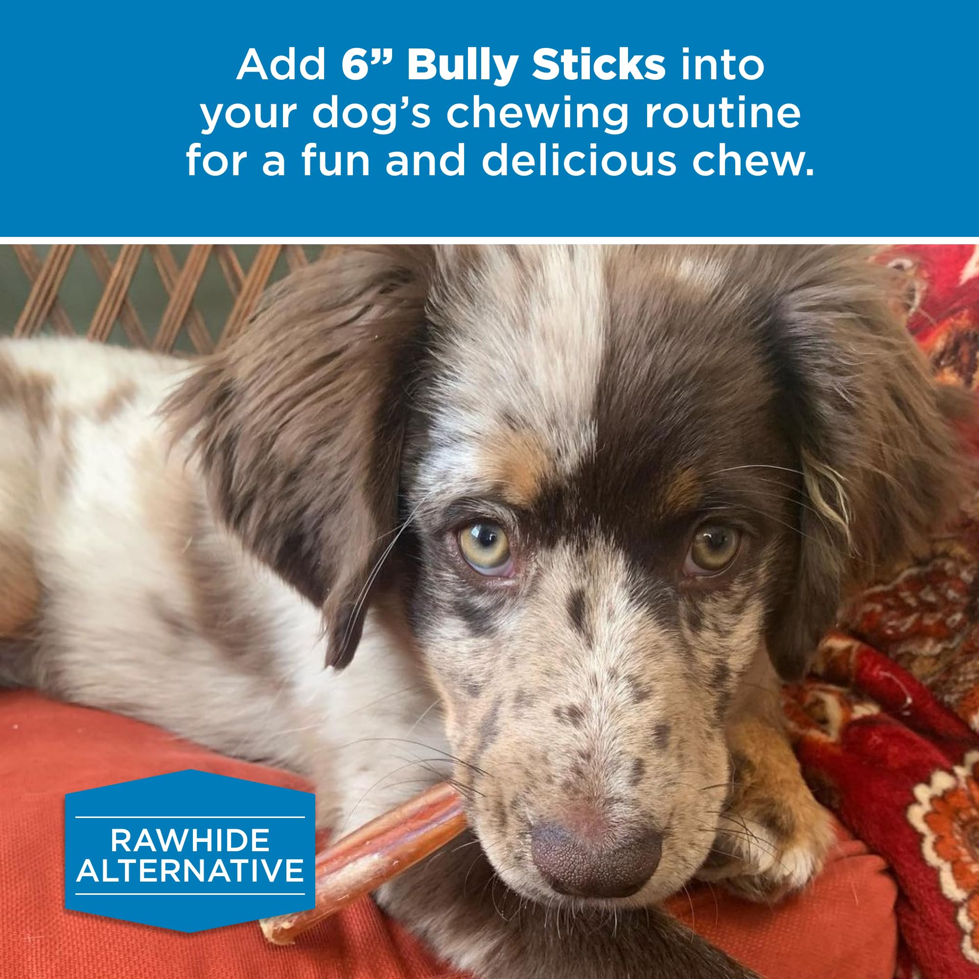 Best Bully Sticks 50-count pack, convenient bulk option for ongoing rewards