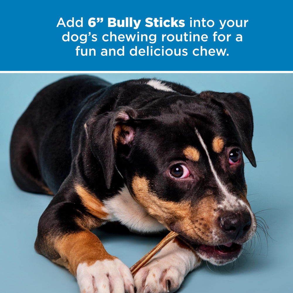 Best Bully Sticks 6inch chew — potential tartar reduction through chewing