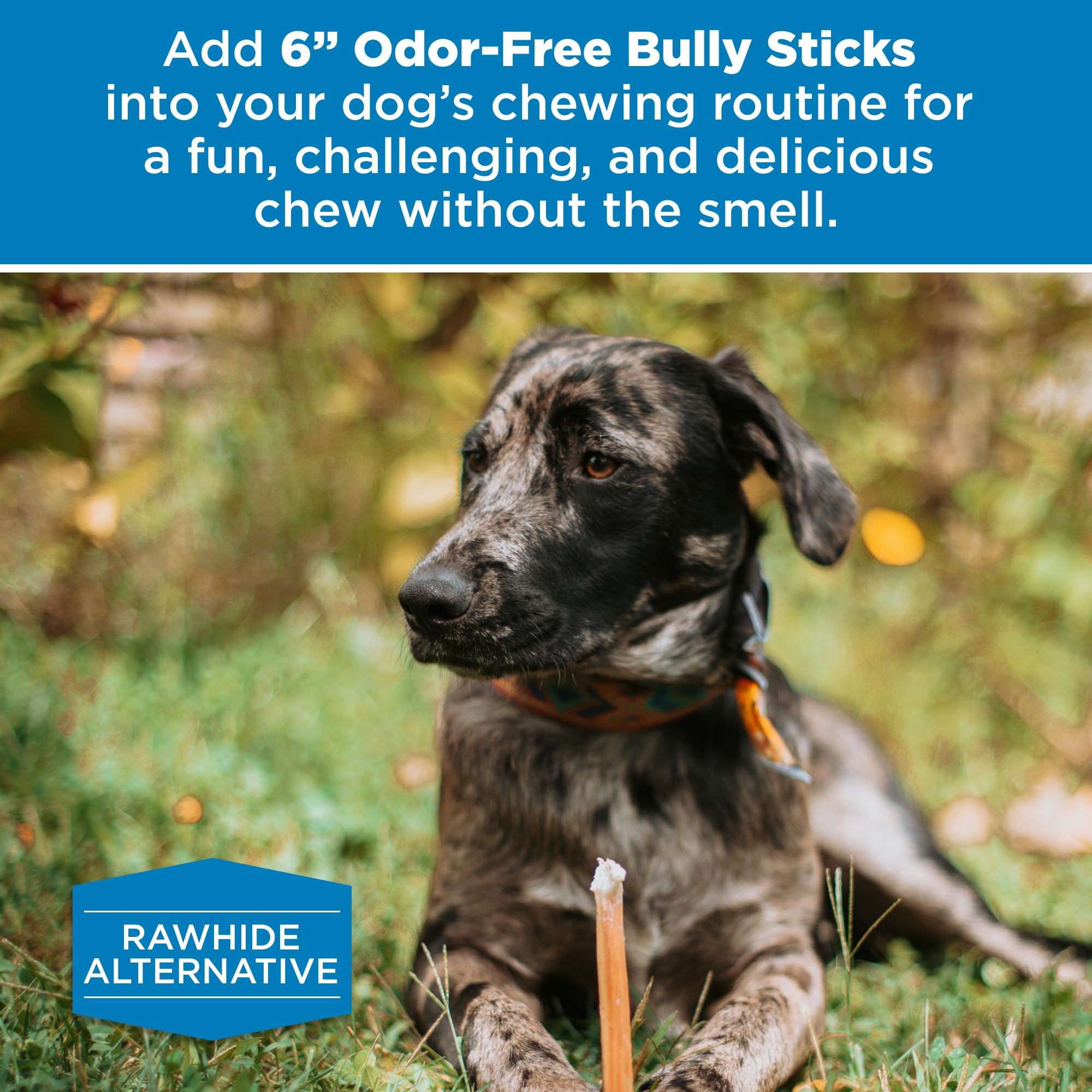 Bulk 20 count Best Bully Sticks pack for easy daily rewards