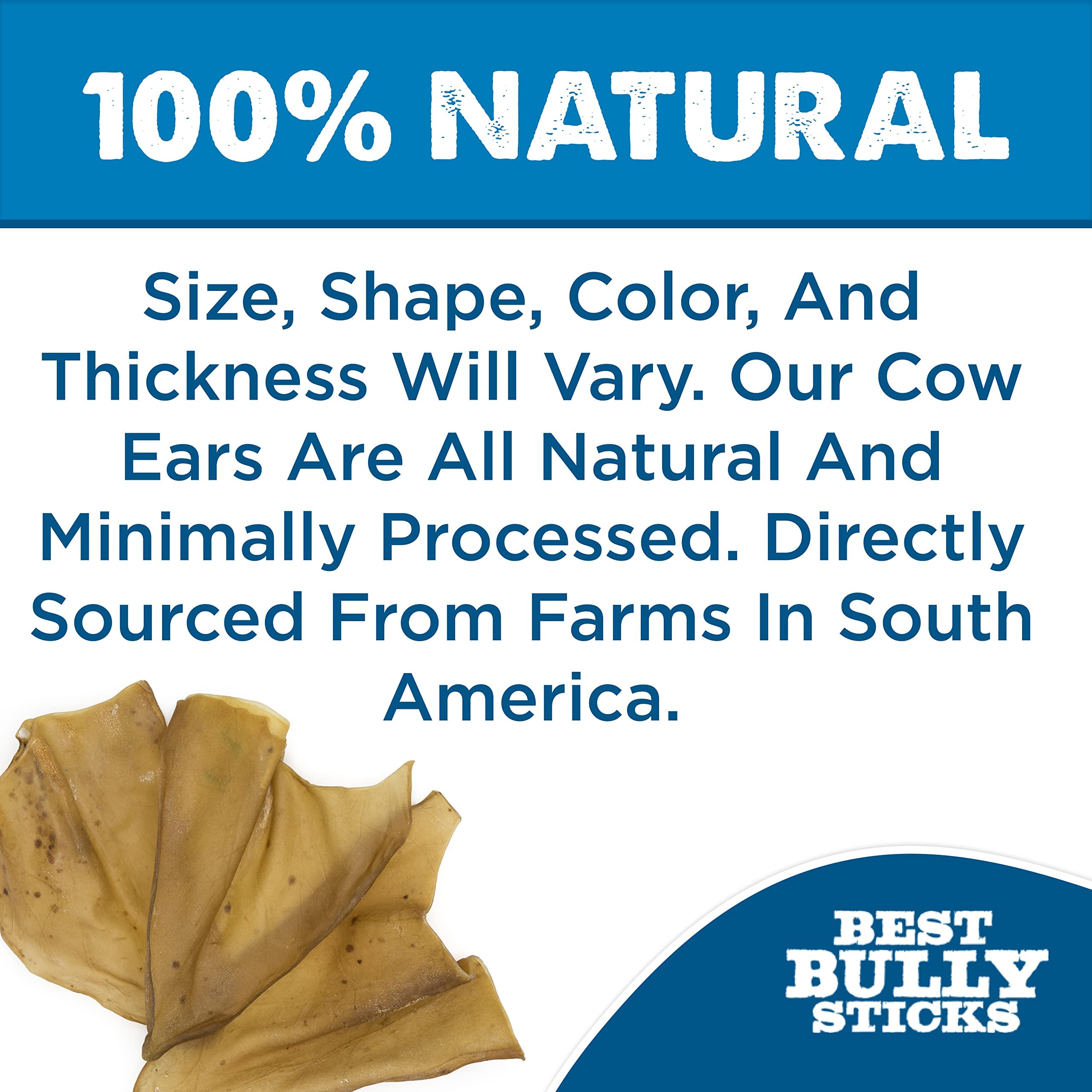 Best Bully Sticks cow ears chew-action demonstrates long-lasting entertainment for aggressive chewers.