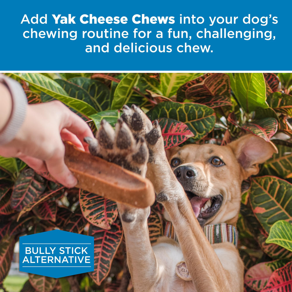 Best Bully Sticks dental benefit chew – supports tartar control through chewing