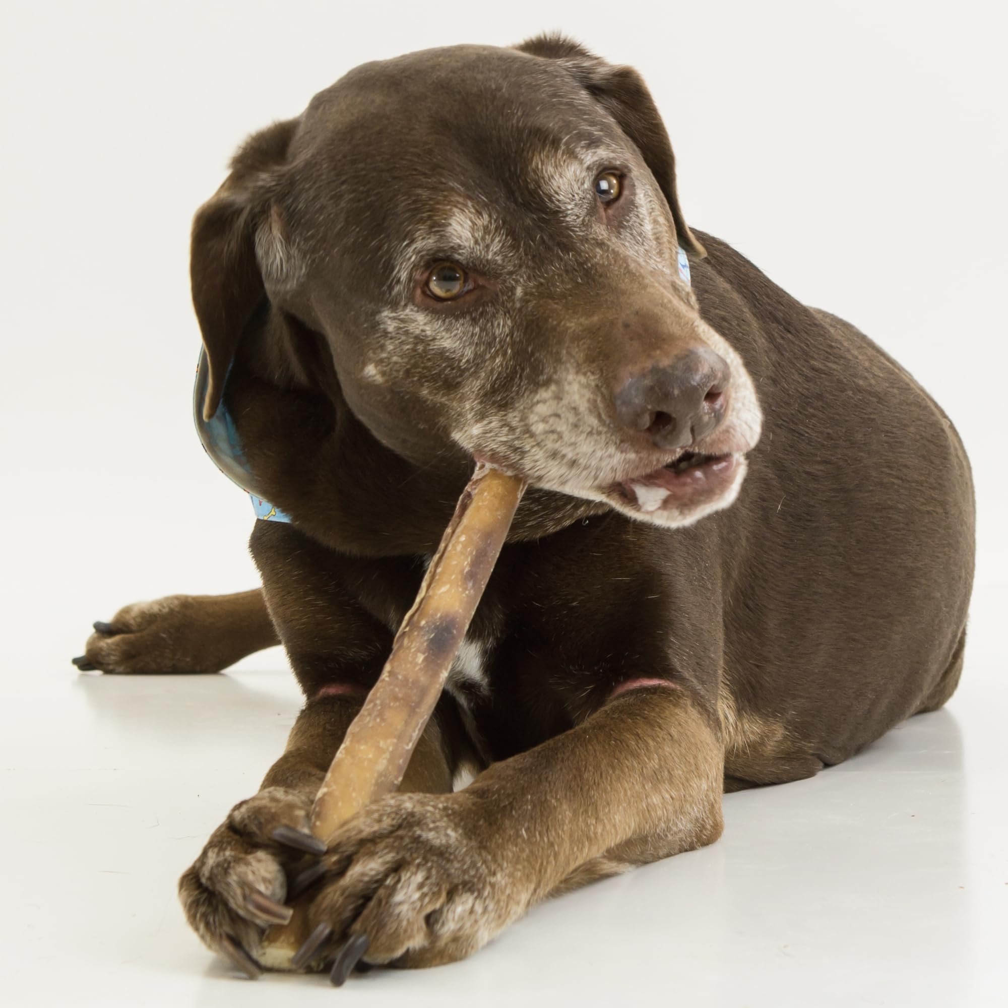 Best Bully Sticks product image with dog chew, illustrating long-lasting dental-friendly treat.