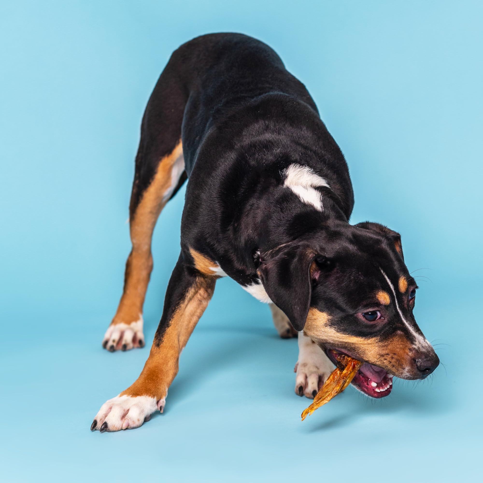 Best Bully Sticks duck feet being offered as a tasty chew for dogs