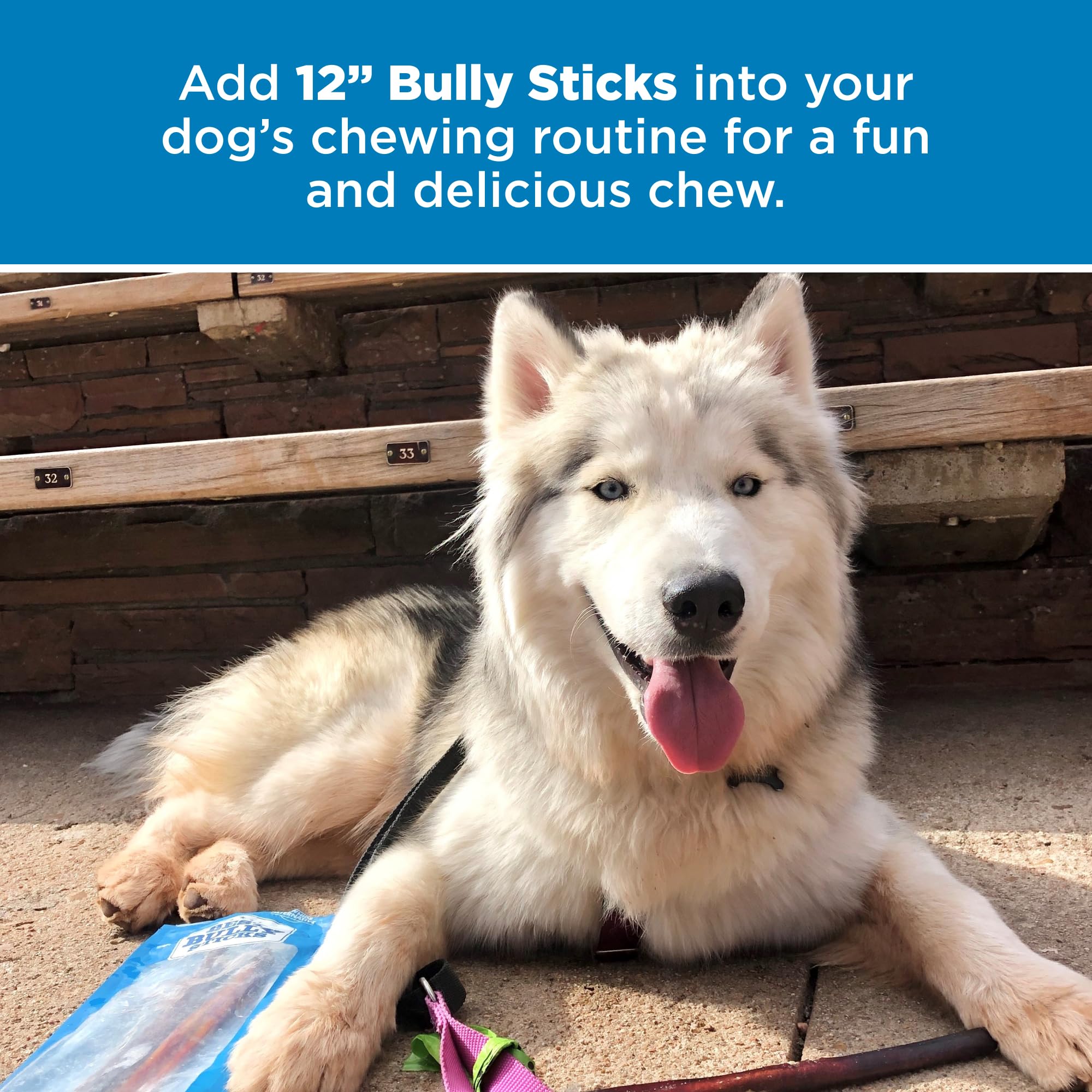 Best Bully Sticks easily digestible texture demonstrated by a dog chewing calmly.