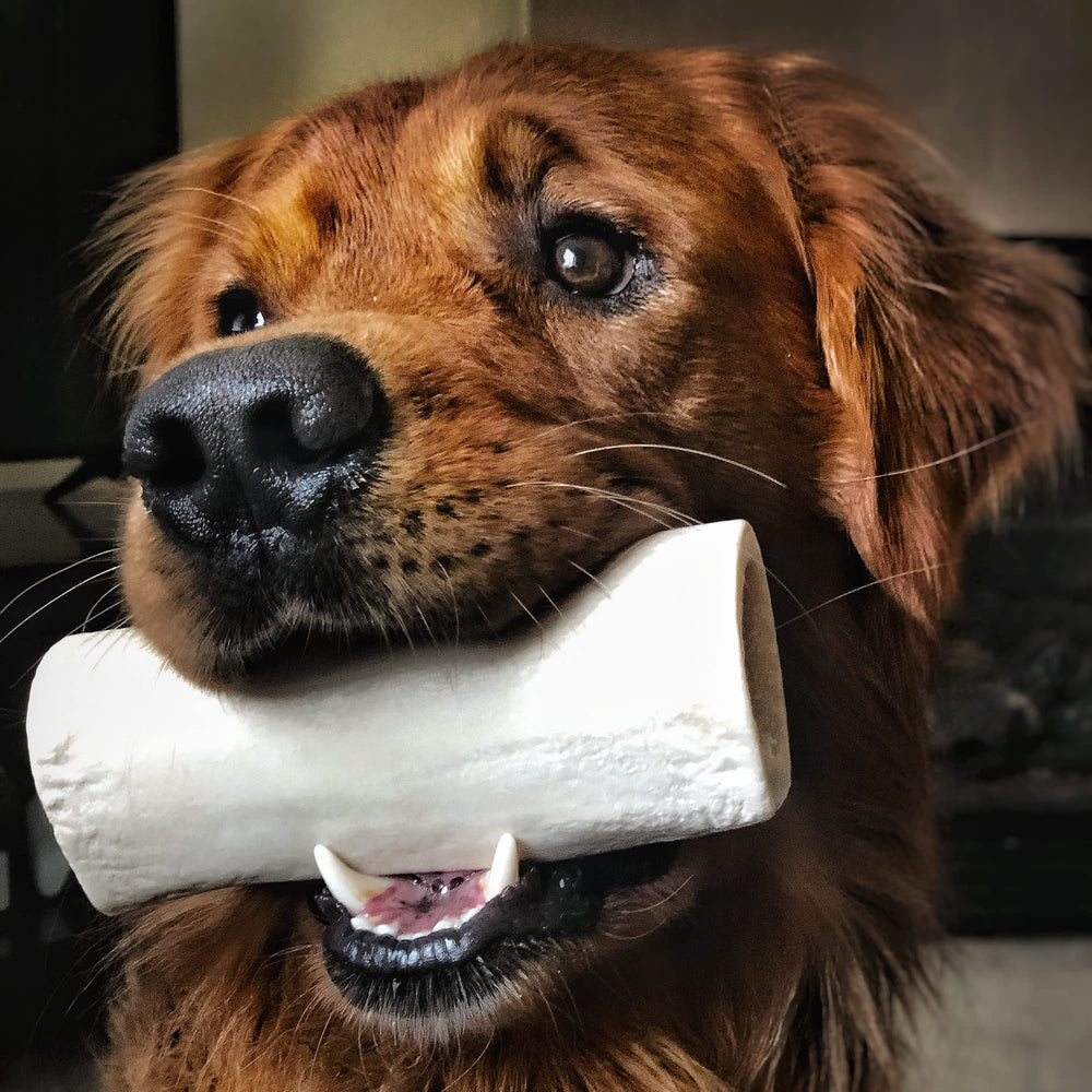 Best Bully Sticks hollow shin bone may reduce boredom through chewing.