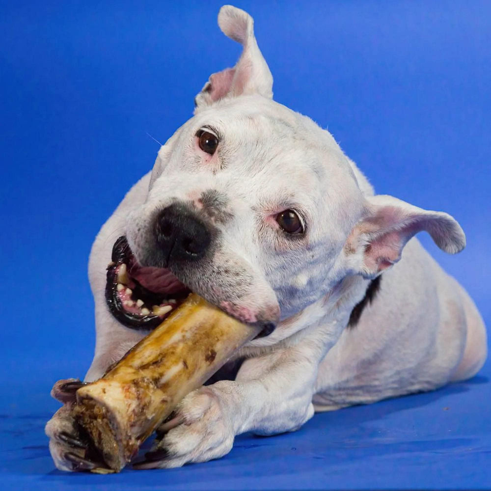 Best Bully Sticks marrow bones offer a safe rawhide alternative for dogs