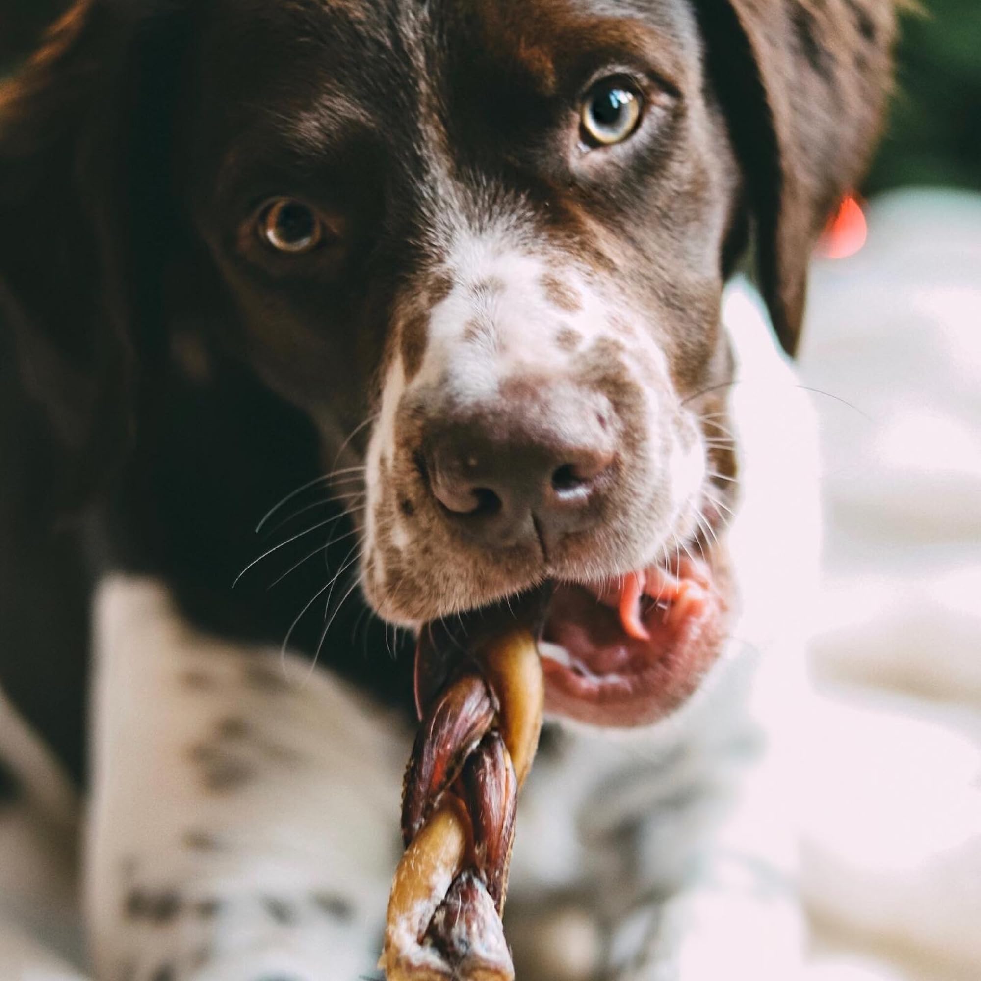 Best Bully Sticks naturally scented braided chew for dogs that prefer minimal additives