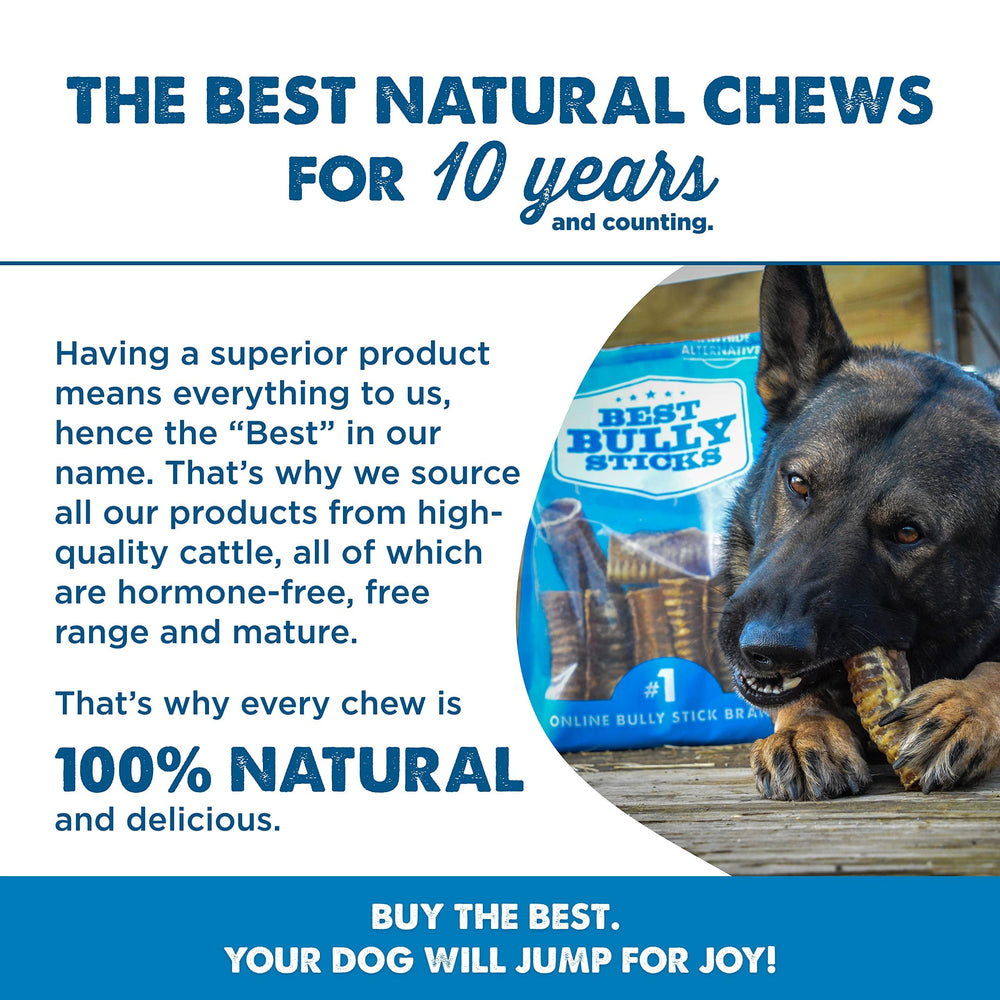 Dog enjoying Best Bully Sticks beef trachea chew during playtime