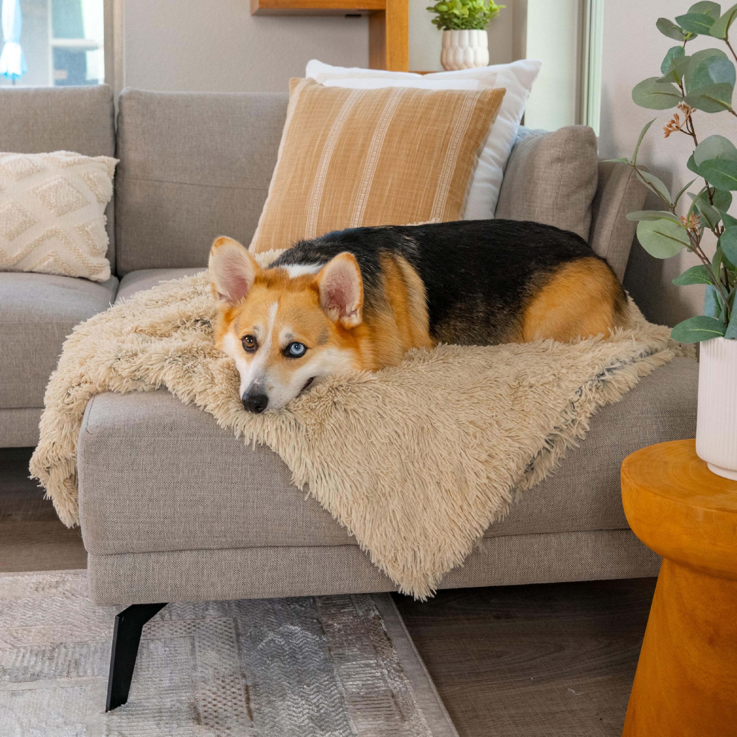 Taupe shade of Best Friends by Sheri blanket suits modern homes while soothing pets.