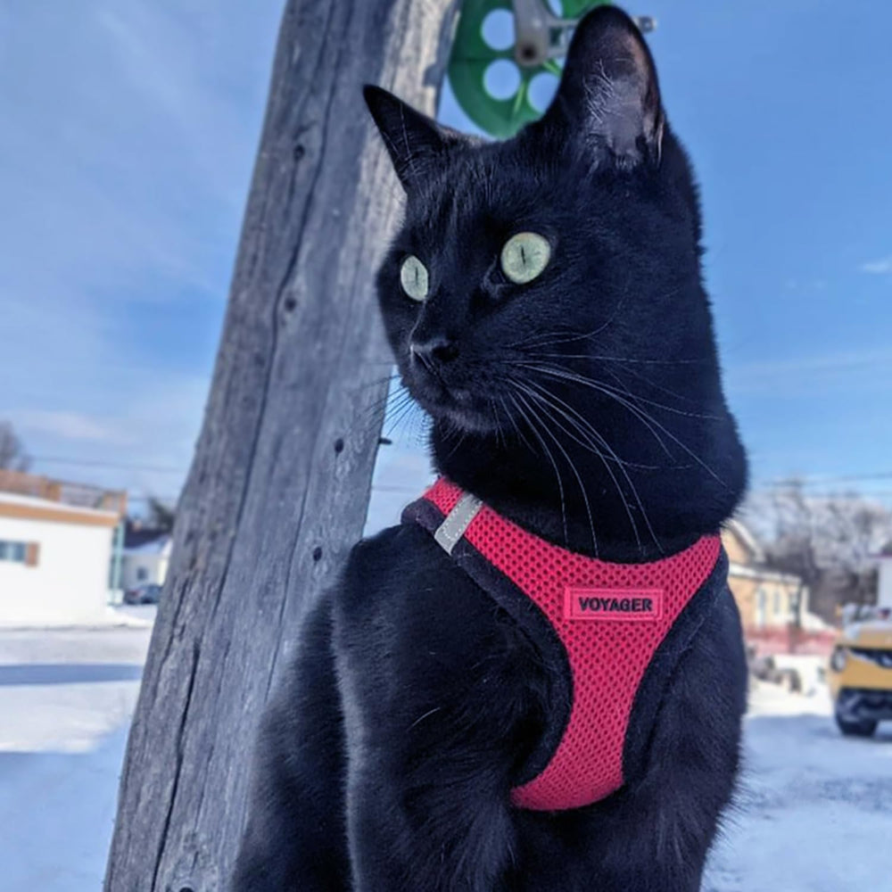 Best Pet Supplies all-season comfort harness for year-round walks