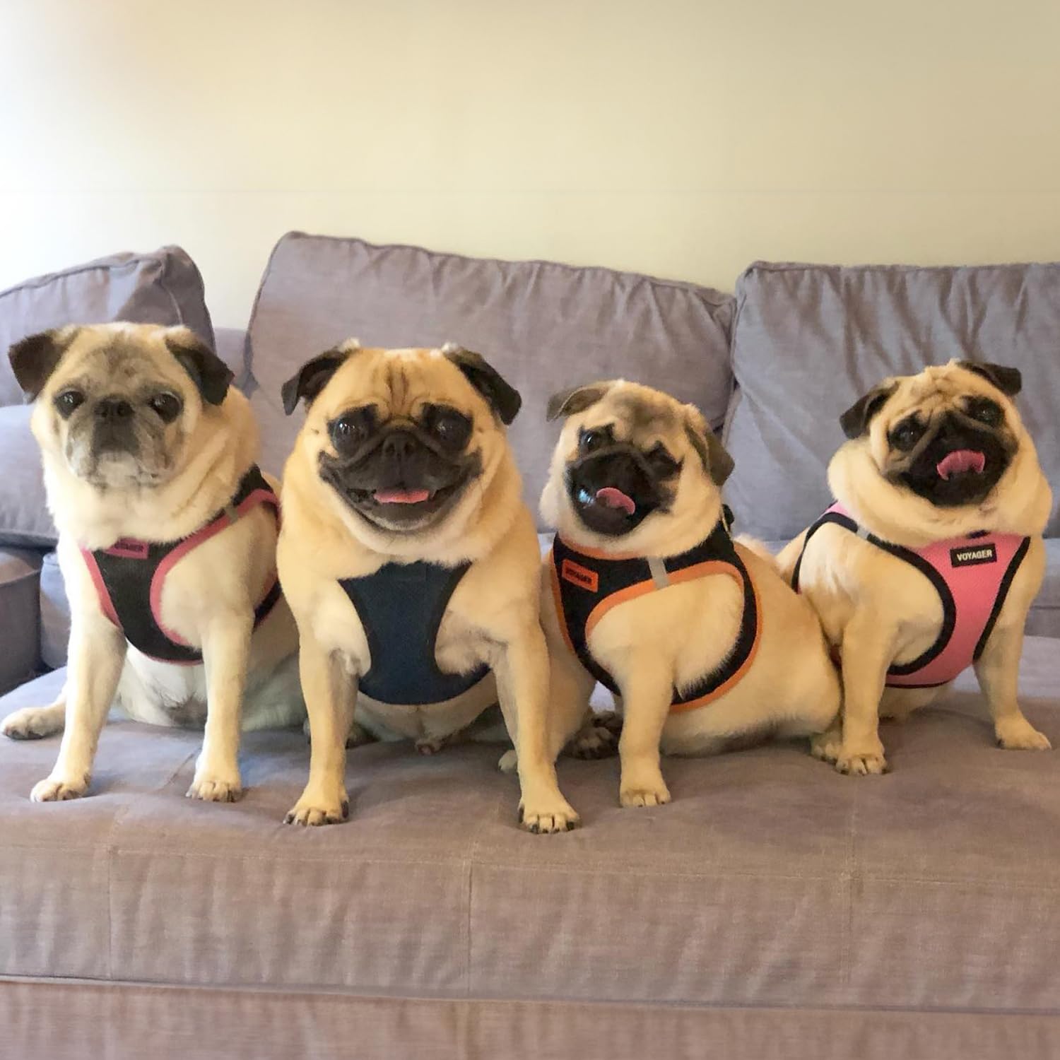 Best Pet Supplies harness on small dog or cat during everyday strolls