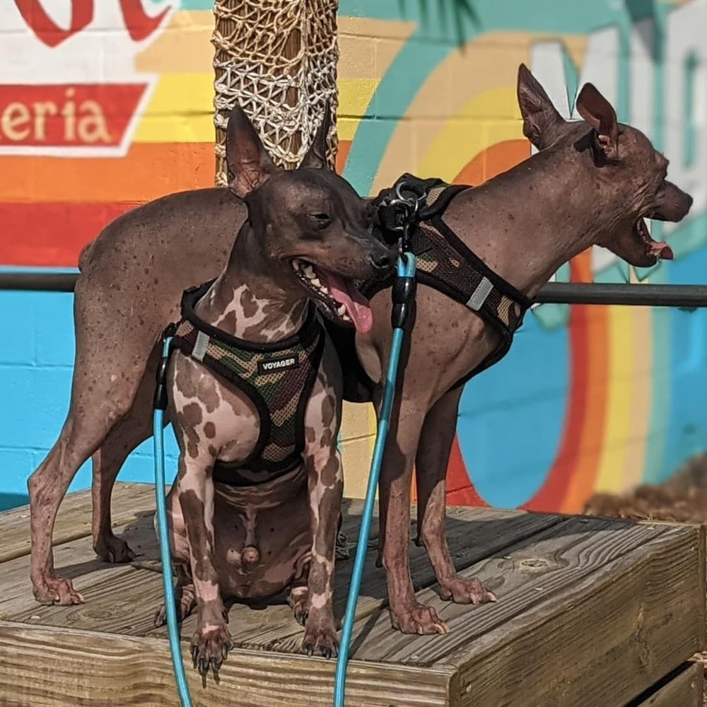 Best Pet Supplies army-black trim harness blends rugged style with safety.