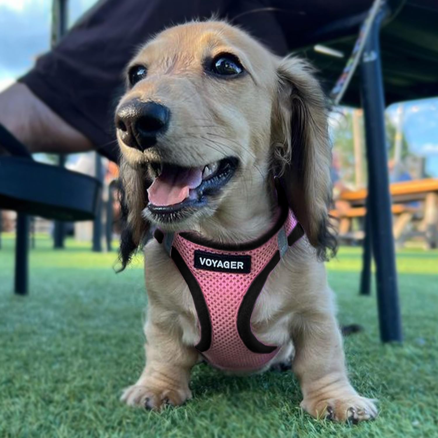Best Pet Supplies dog walking harness in use for secure, comfortable strolls