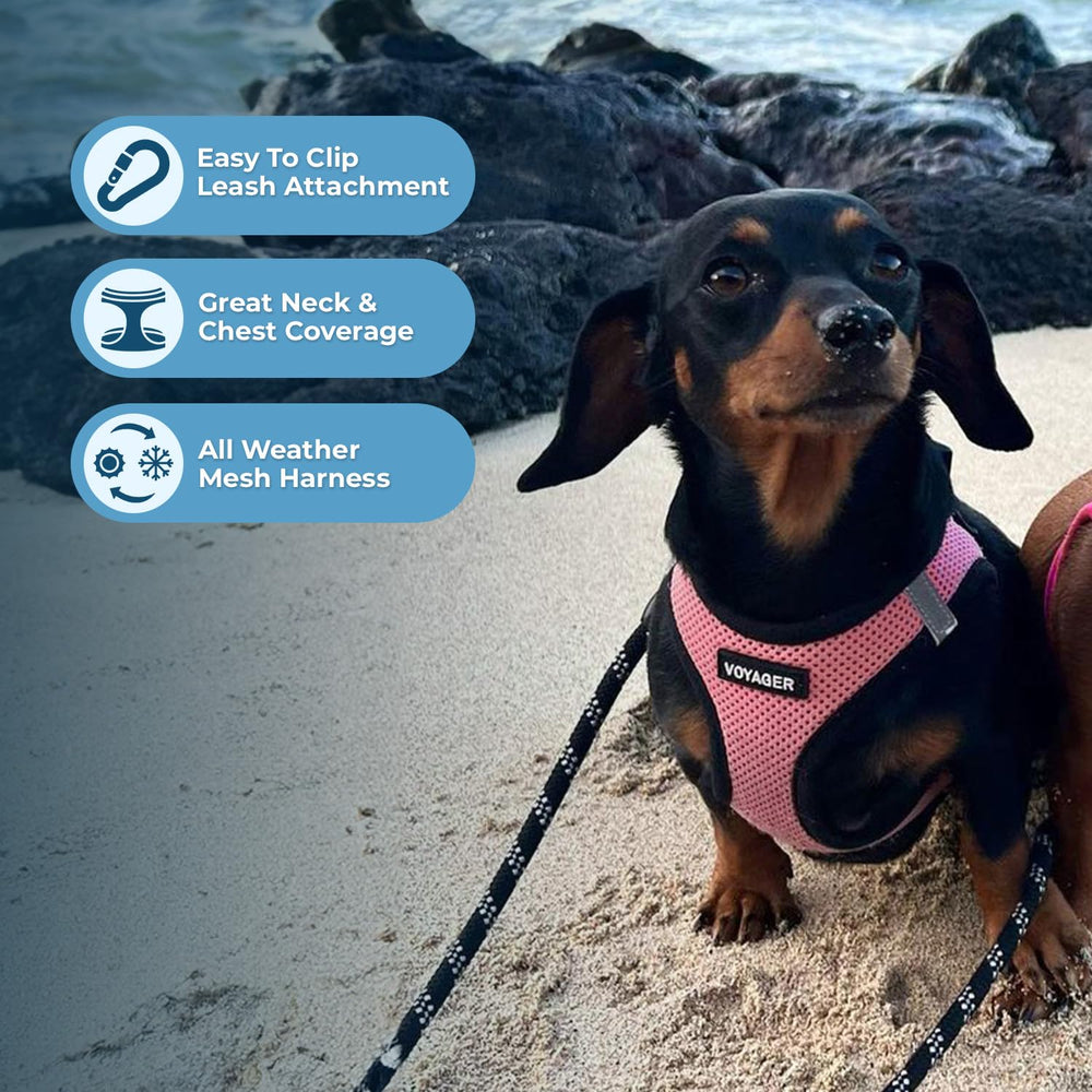 Best Pet Supplies easy-on harness for step-in use during quick strolls