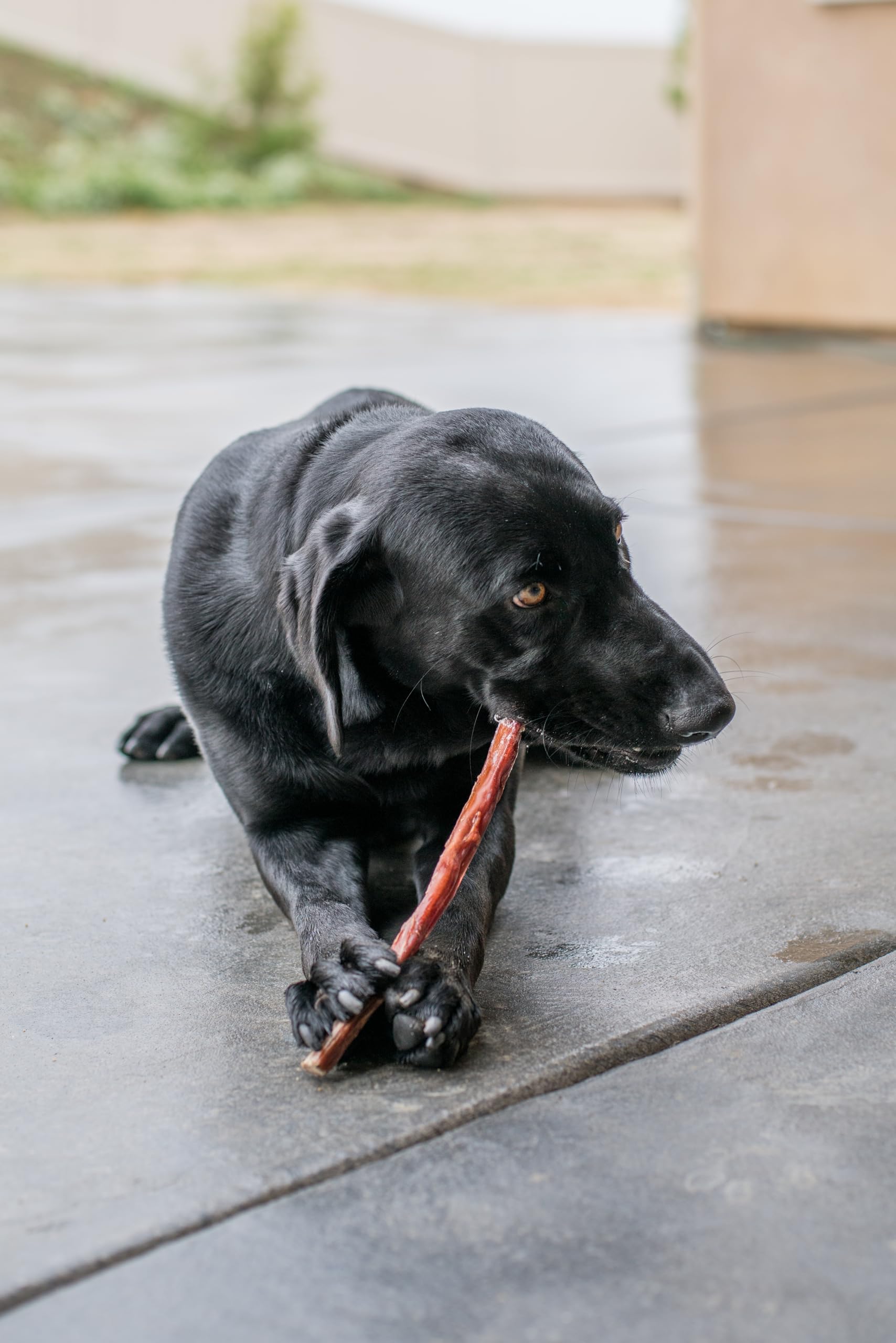 Single-ingredient beef esophagus chew by GigaBite, simple protein for active dogs.