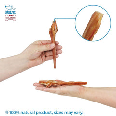 Dog enjoying GigaBite Beef Esophagus Sticks, high protein chew for all breeds