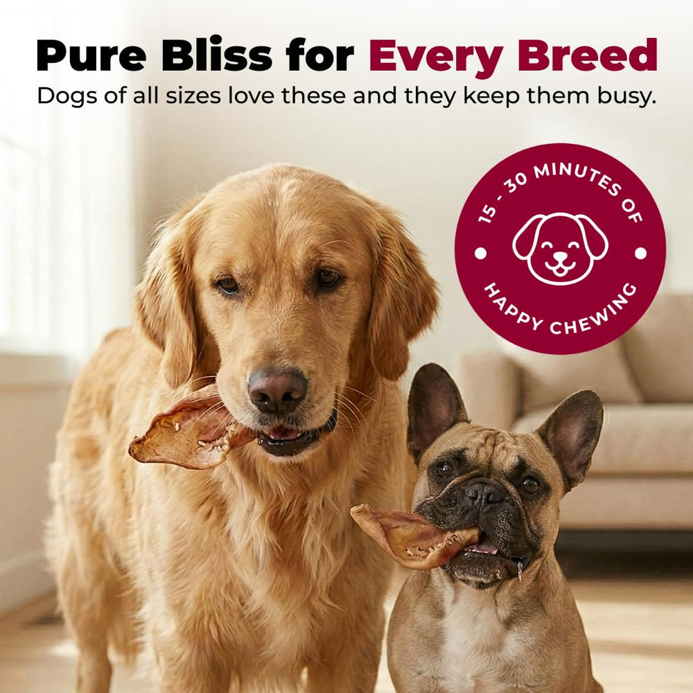 Best Pet Supplies GigaBite textured pig ears key for satisfying gnaw sessions