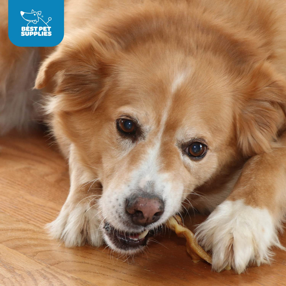Best Pet Supplies GigaBite pig ear treat ready for serving.