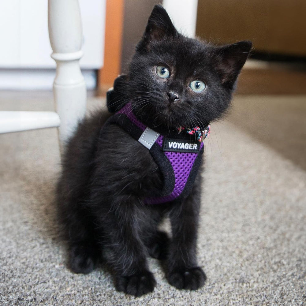 Best Pet Supplies Size-guide friendly measuring ensures the right harness fit.
