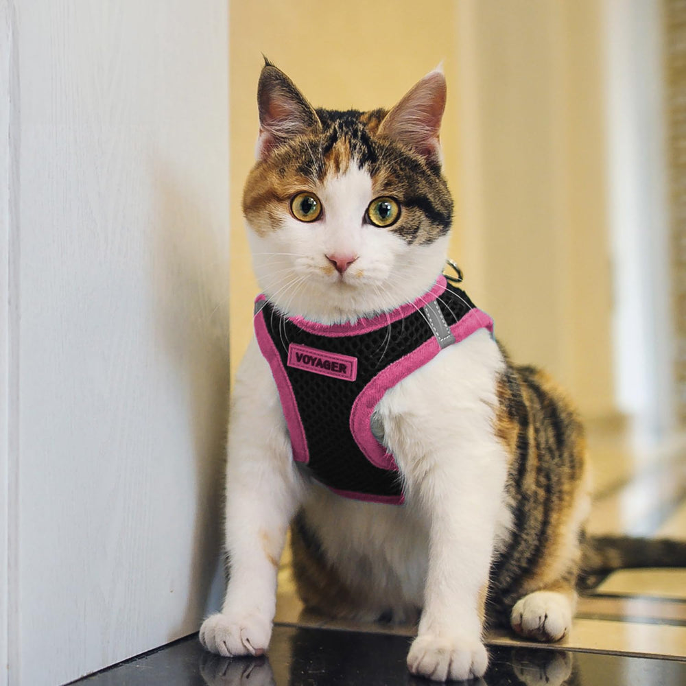Best Pet Supplies lightweight harness suitable for small dogs and cats