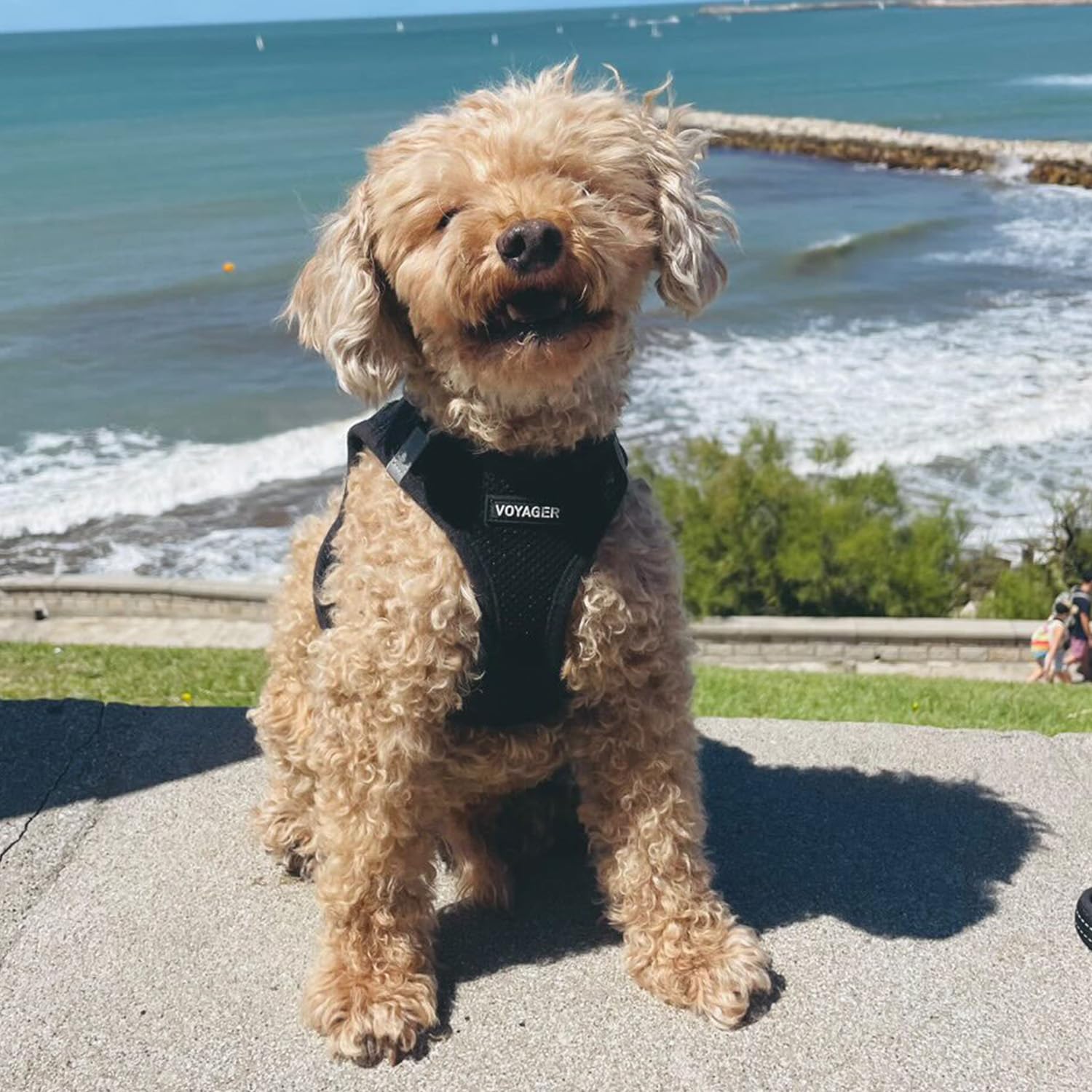 Adjustable chest and neck straps on Voyager harness for a secure fit