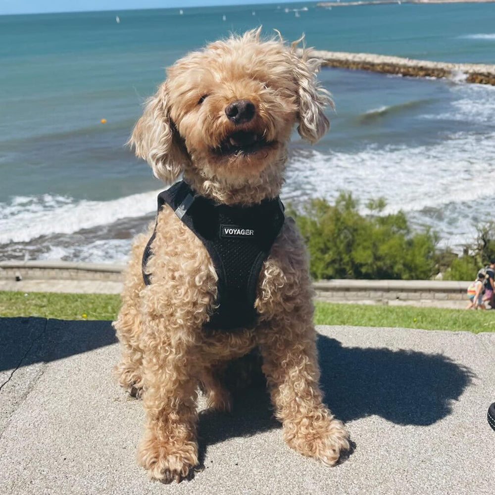 Adjustable chest and neck straps on Voyager harness for a secure fit