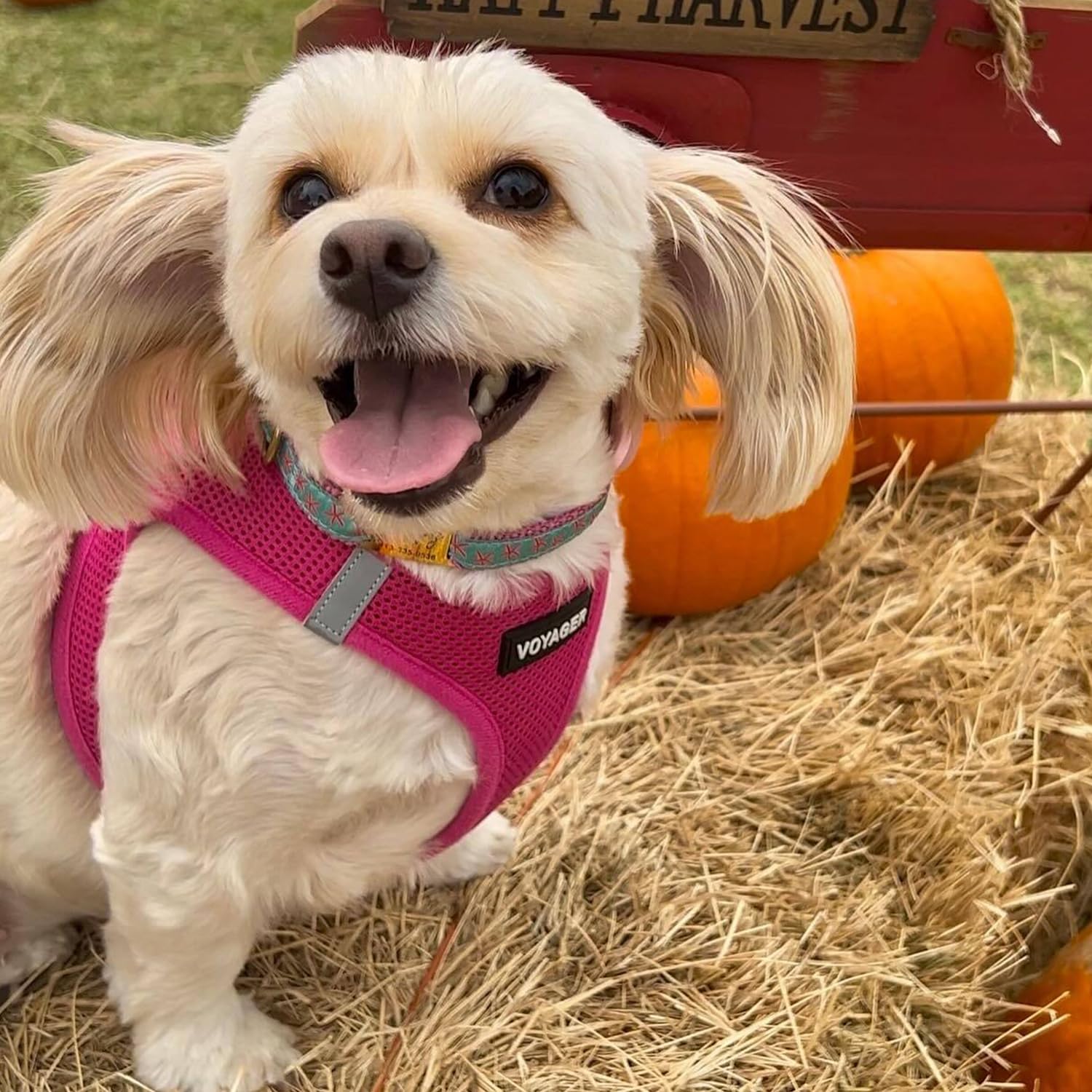 Breathable air mesh keeps pets cool during warm-weather outings
