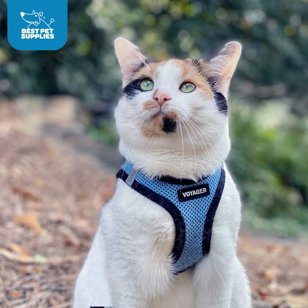 Best Pet Supplies Voyager no-pull harness cues gentle control without restricting movement.
