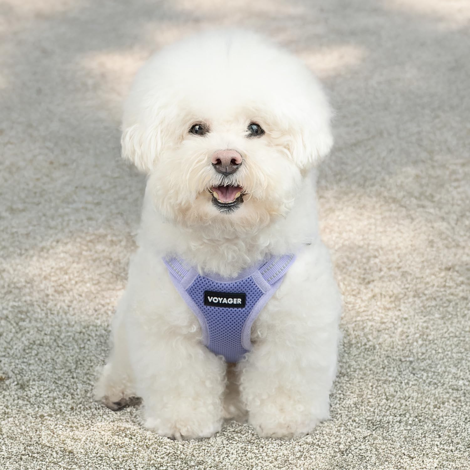 Best Pet Supplies Voyager adjustable chest and neck fit for secure all-day wear.
