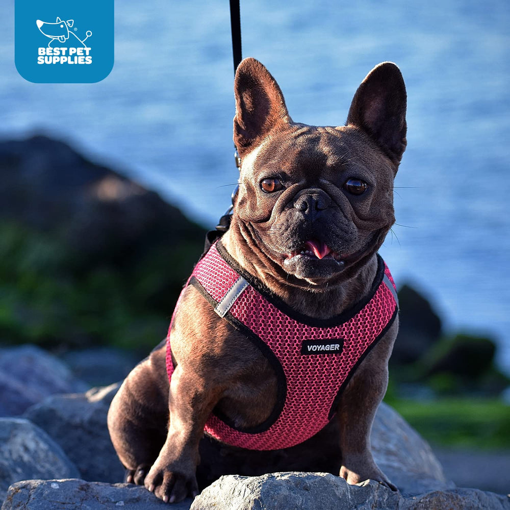 Voyager double D-rings and buckle for versatile leash attachment