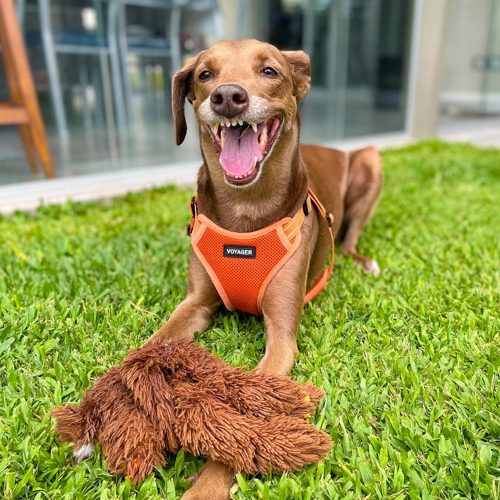 Soft, adjustable harness worn on daily walks across varied terrain
