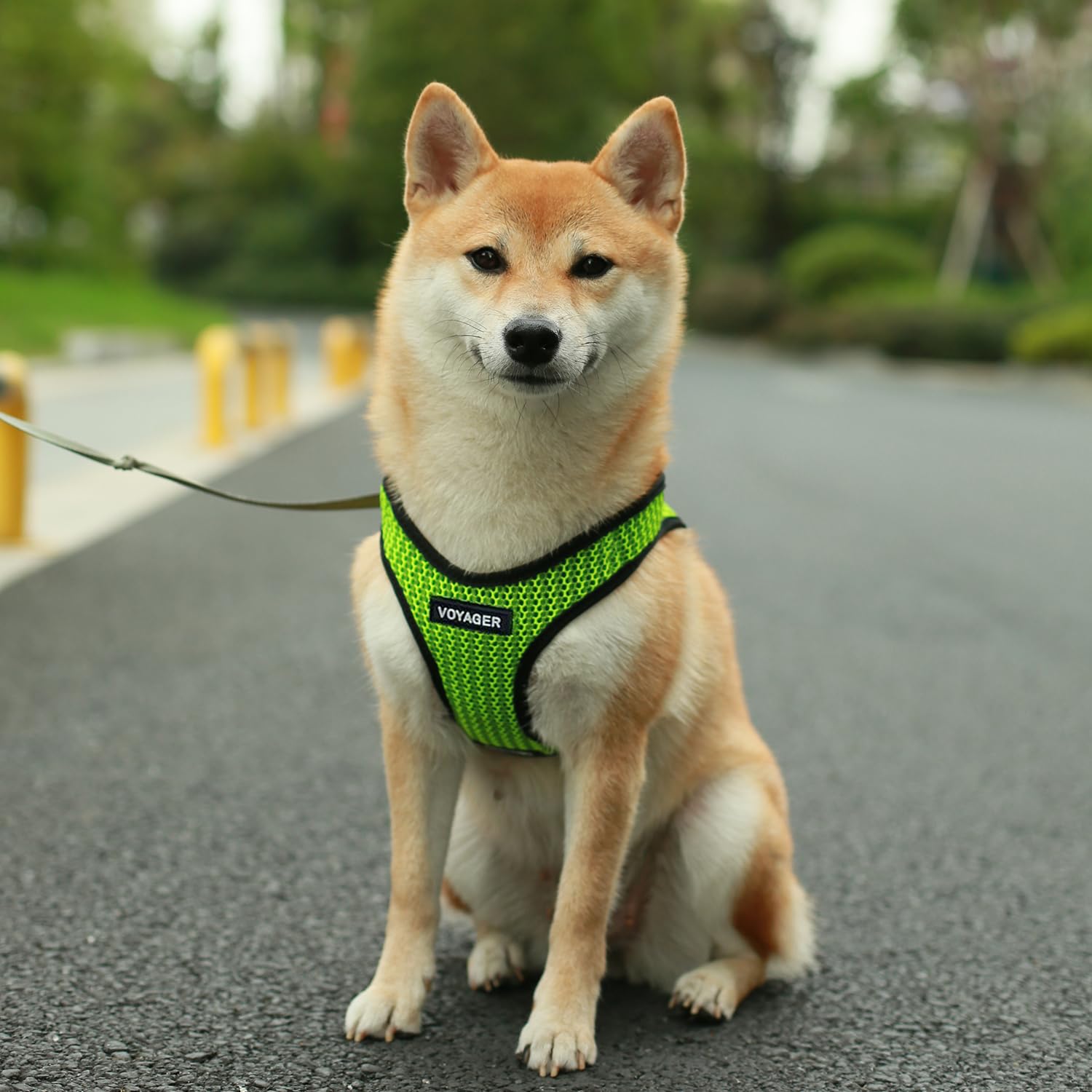 Best Pet Supplies Voyager quick-drying fabric dries after rain or playtime.