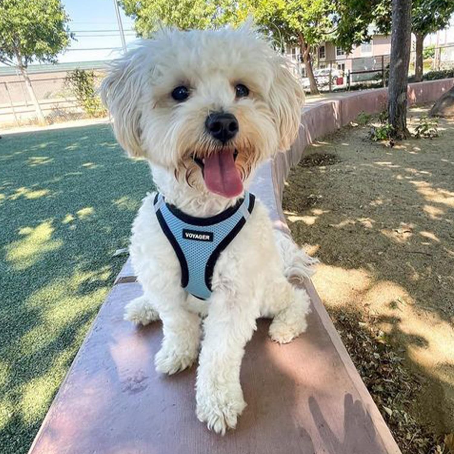 Best Pet Supplies Voyager easy-on step-in vest design for hassle-free outings.