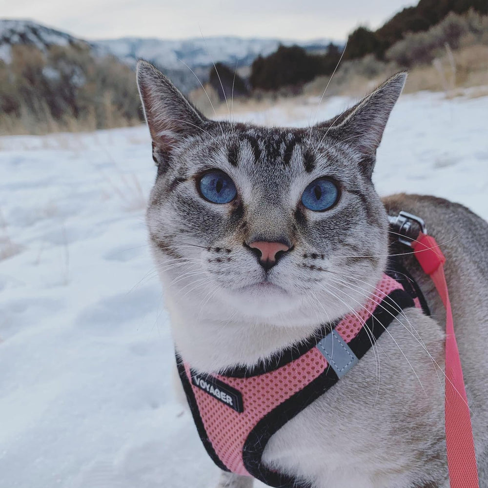 Best Pet Supplies Voyager all-season comfort, fast-drying mesh for any weather.