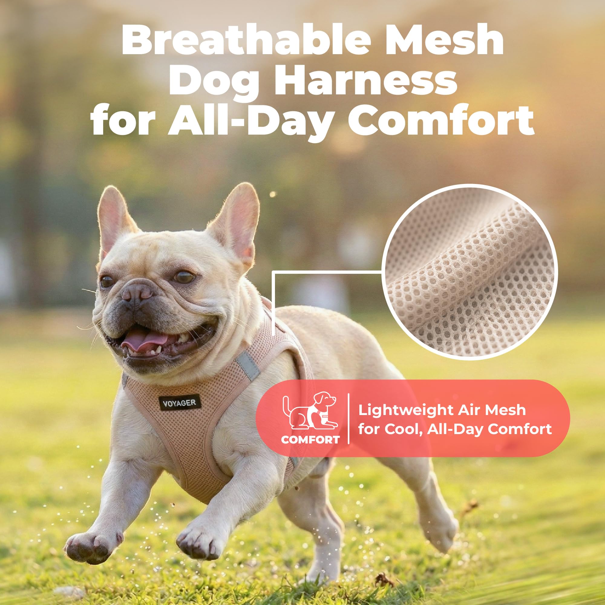 Clip-and-go harness with quick buckle for easy secure fit