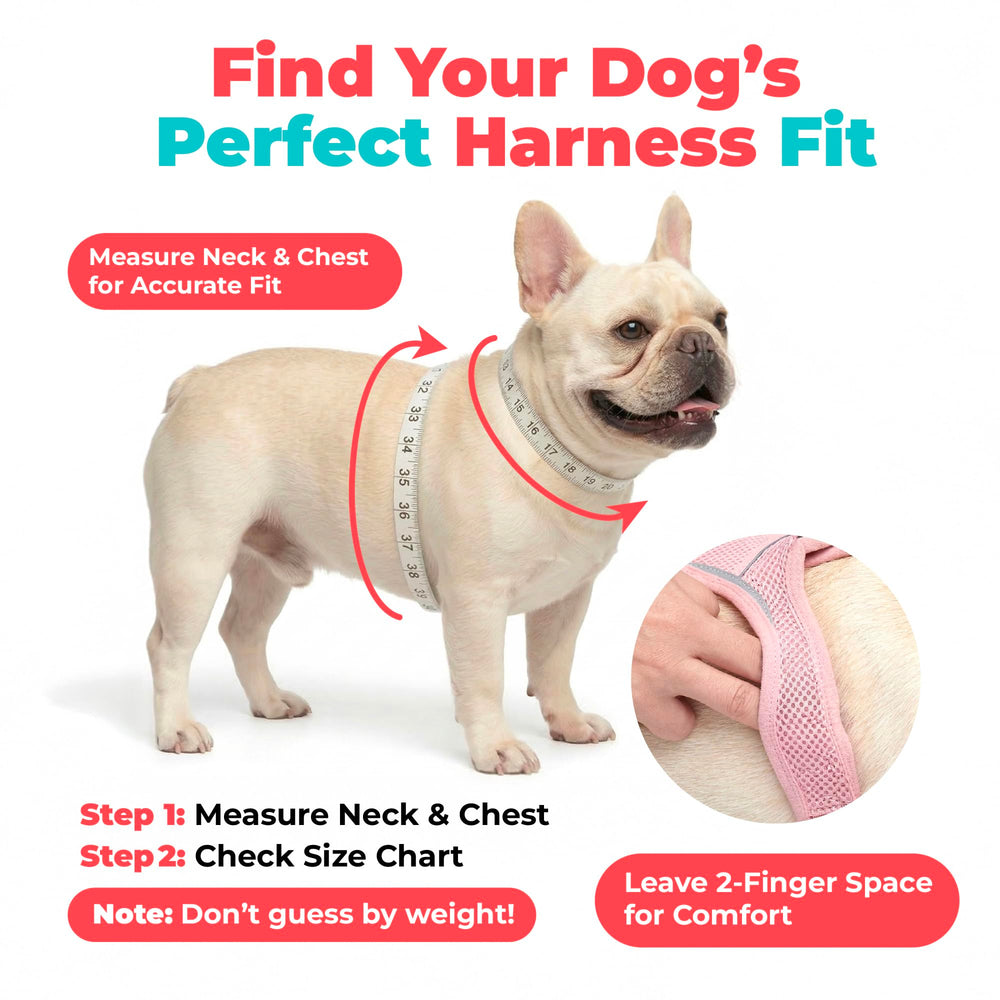 Best Pet Supplies Voyager harness double D-rings offer versatile leash options.