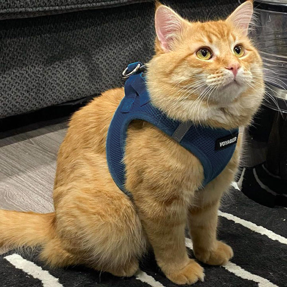 Best Pet Supplies Voyager easy-wear vest harness for quick on-off