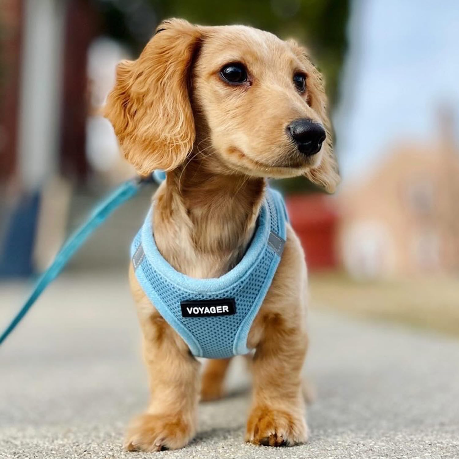 Best Pet Supplies Voyager Step-in harness ready for quick on-and-off