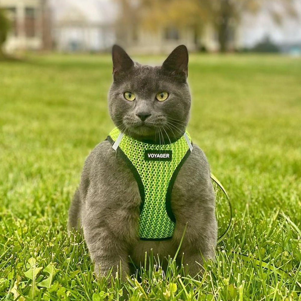 Best Pet Supplies Voyager lime green two-tone design stands out on walks.