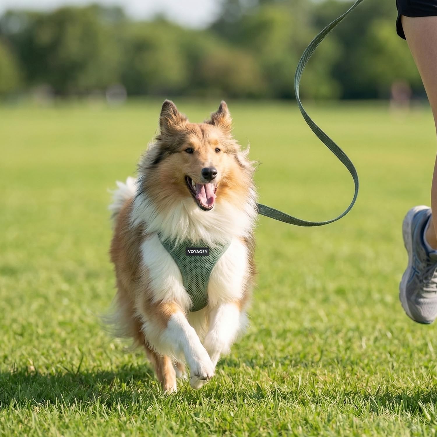 Best Pet Supplies Voyager moss green set shown for versatile all-season walks.