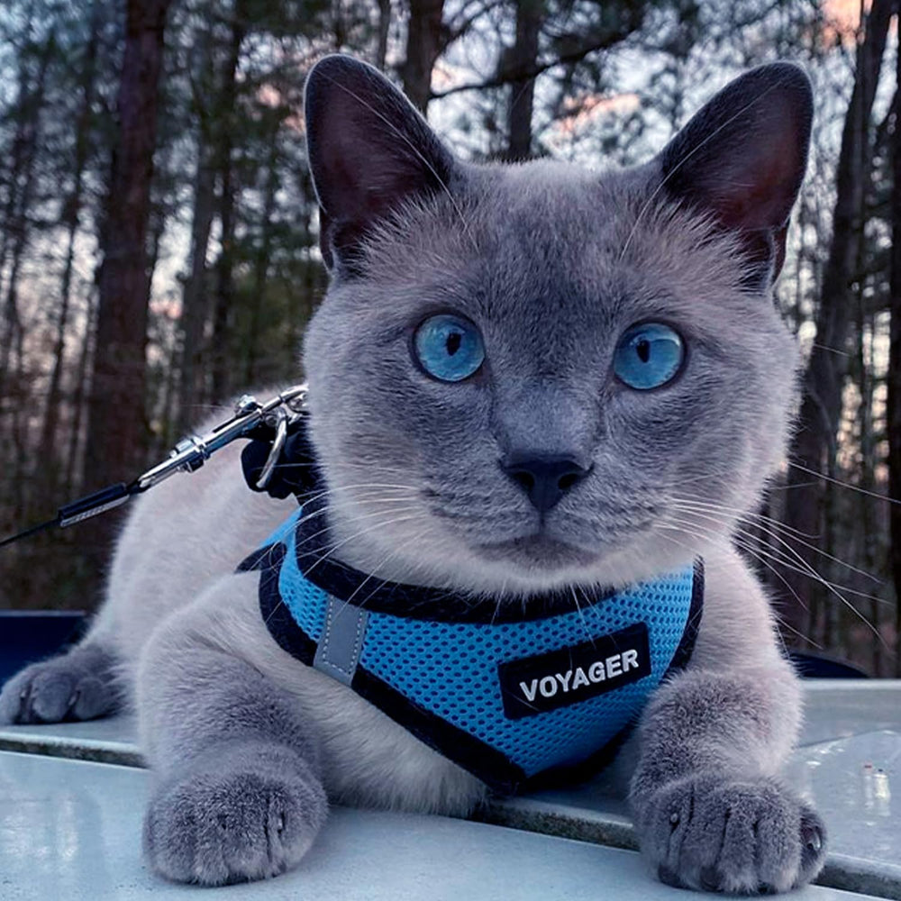 Best Pet Supplies Voyager baby blue trim adds stylish visibility during outings.