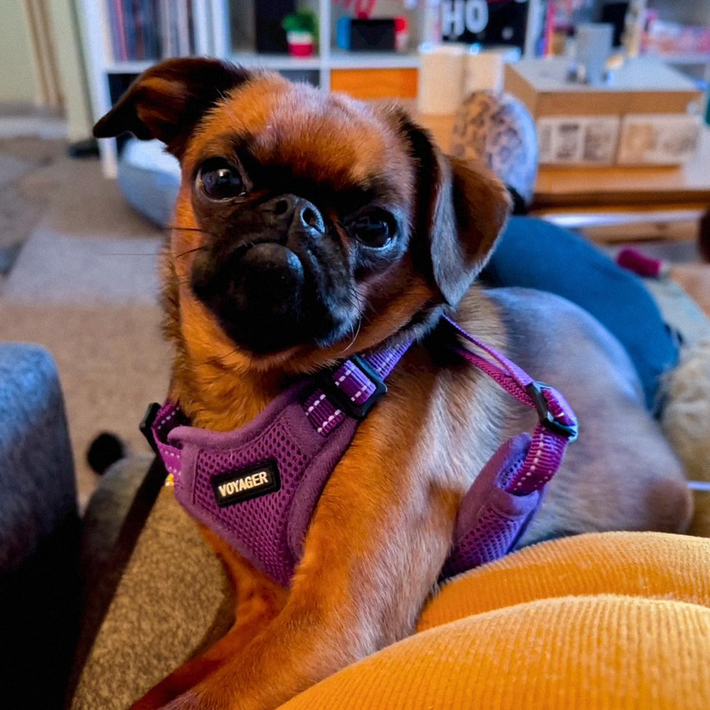 Best Pet Supplies Voyager paw-friendly design reduces fuss and supports calm walks.