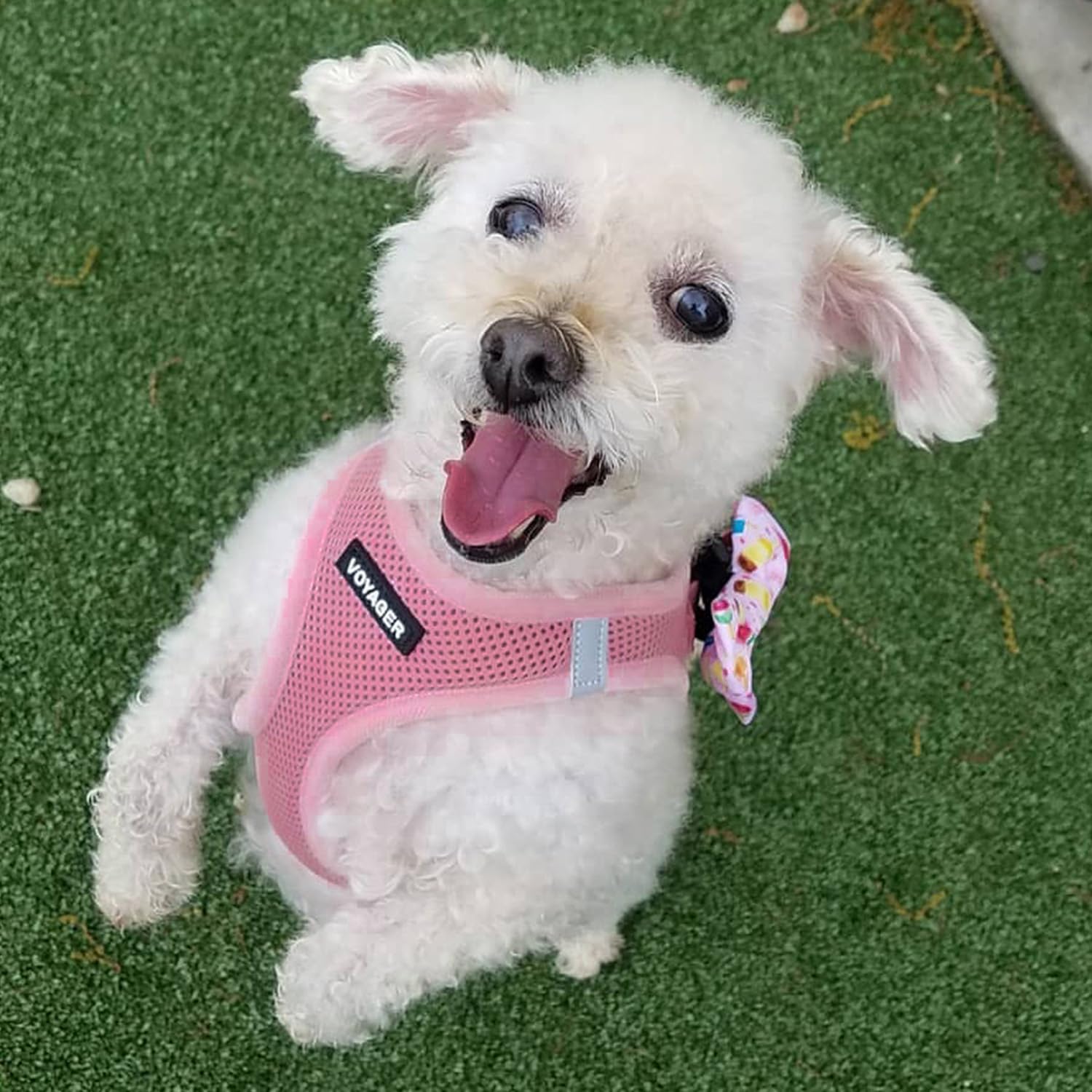 Best Pet Supplies Voyager pink XL harness for secure, comfortable fit.