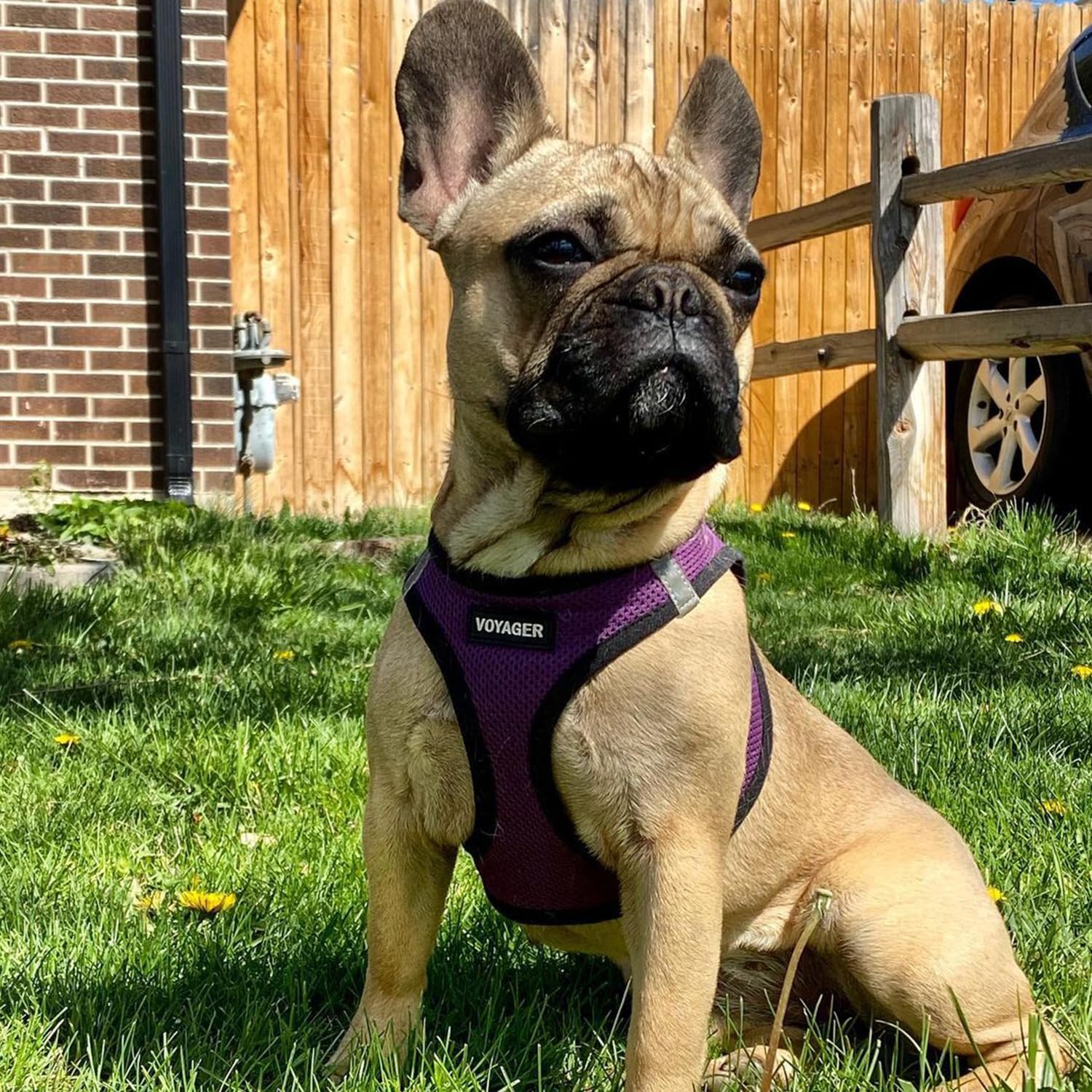 Purple/black trim adds stylish visibility while satisfying fashion-conscious owners.