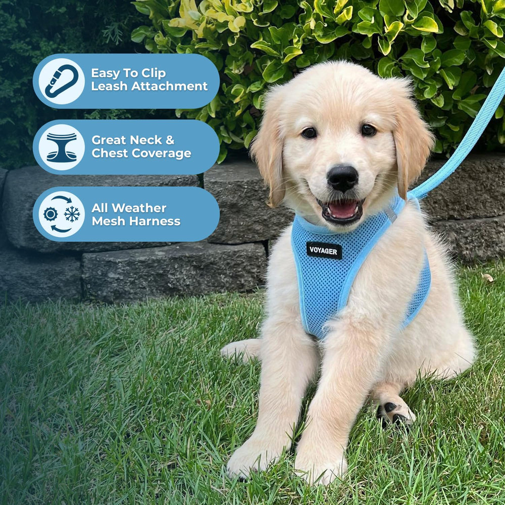 Best Pet Supplies Voyager Reflective Bands visible during dusk walk