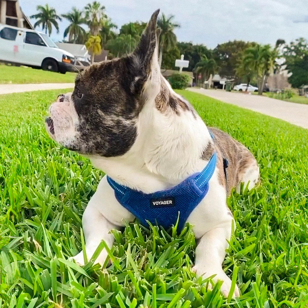 Best Pet Supplies Voyager royal blue color enhances style for dogs of all sizes.