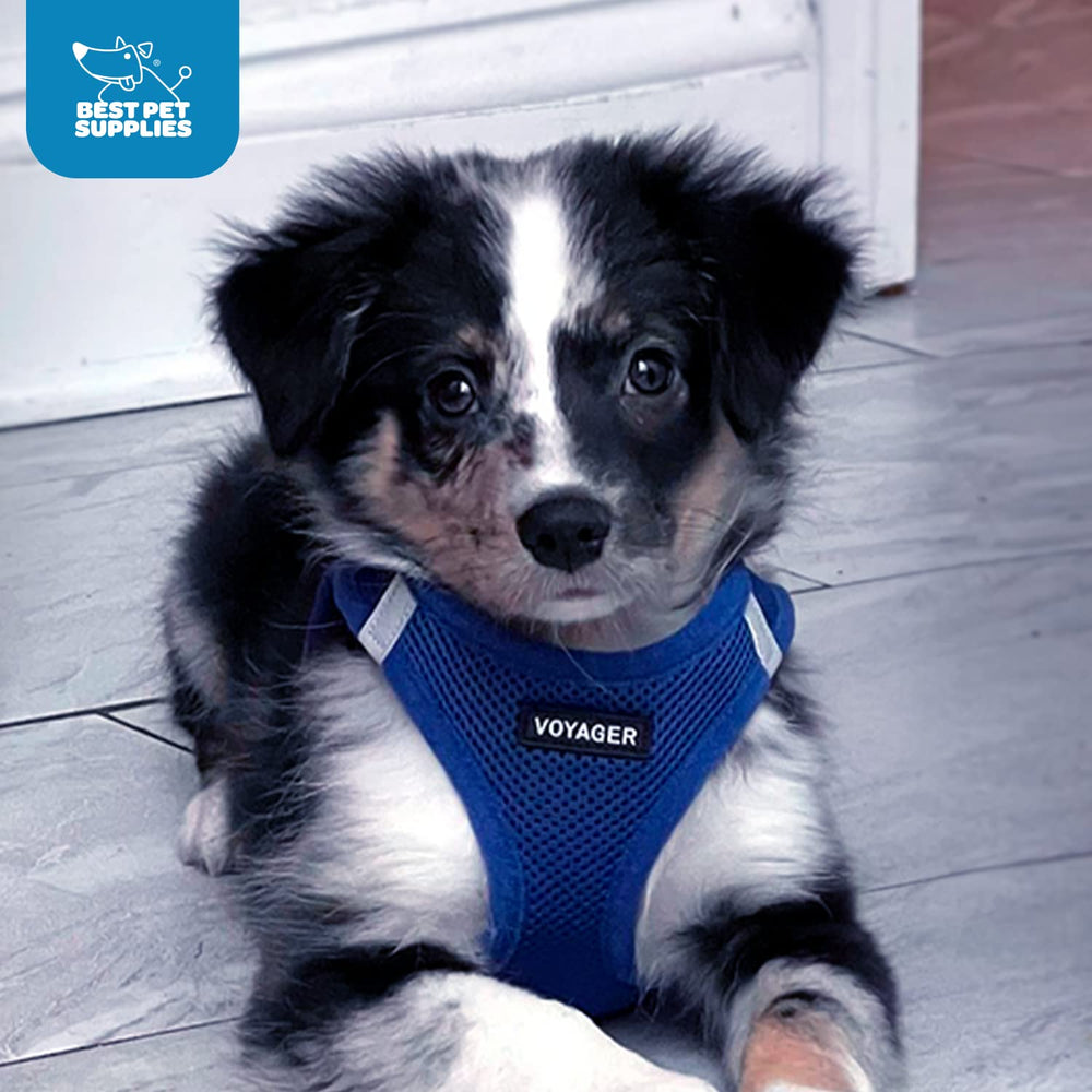 Best Pet Supplies Voyager triple security design adds dependable safety for pets