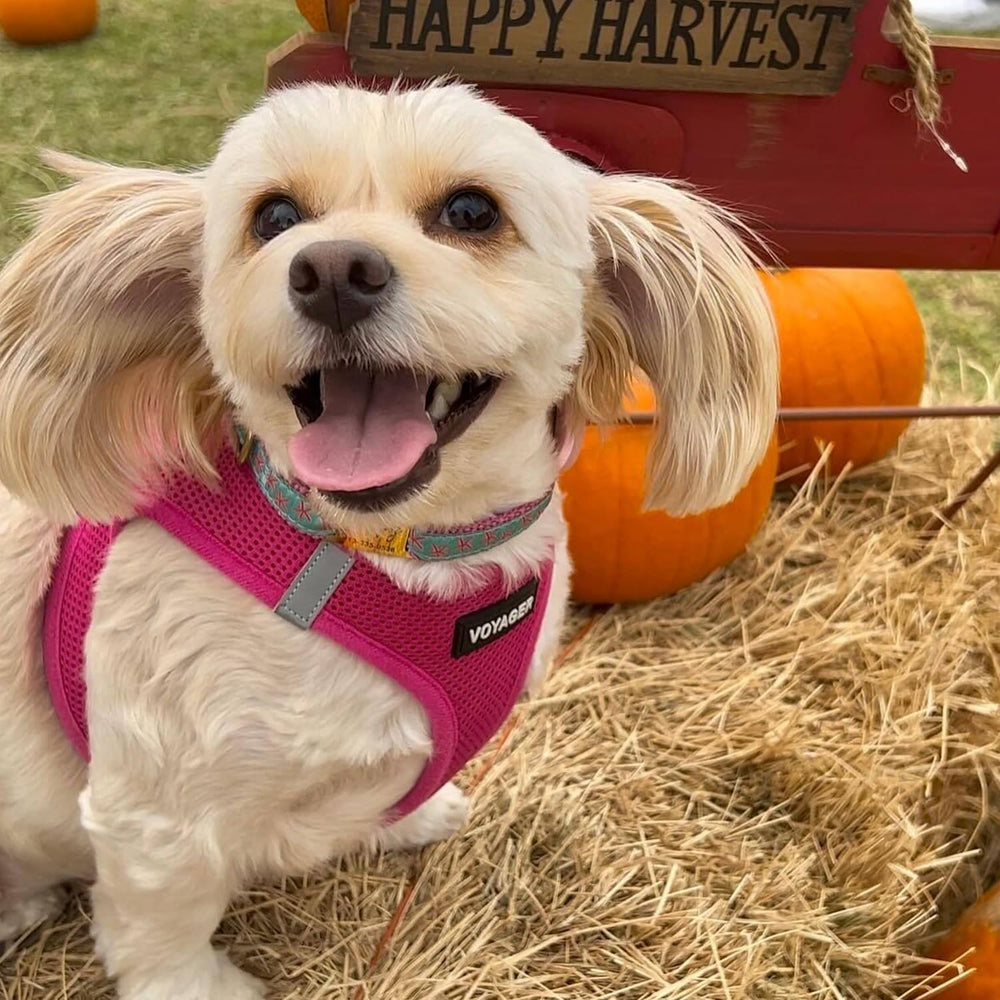 Best Pet Supplies Voyager sizing guide helps select the right size.