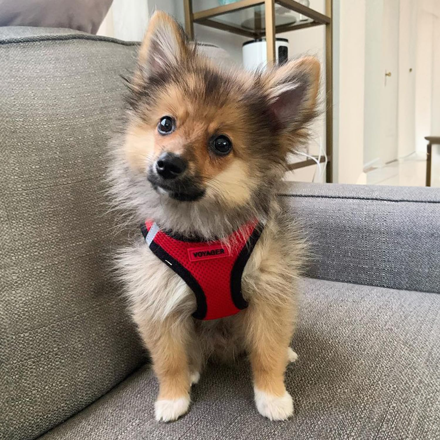 Best Pet Supplies Voyager harness fits small pets securely with breathable mesh