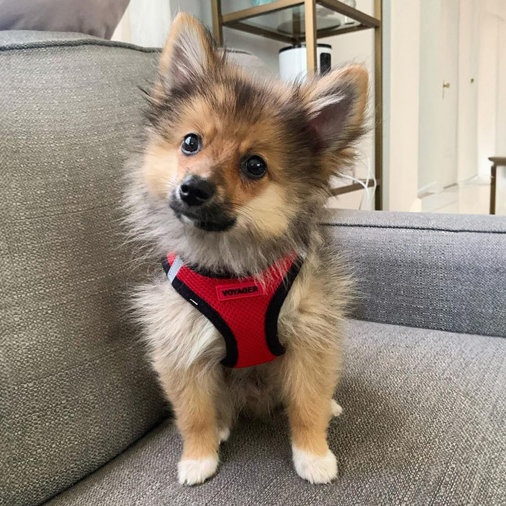 Best Pet Supplies Voyager harness fits small pets securely with breathable mesh